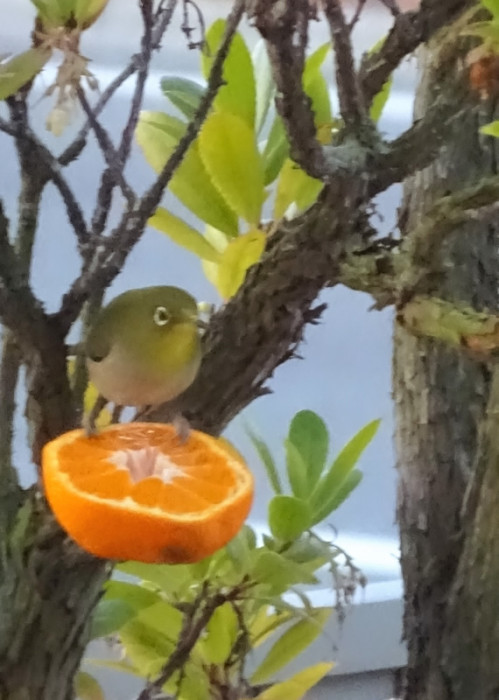 春のお客さん