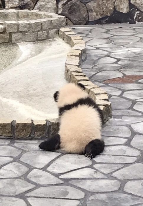 子パンダ、彩浜（さいひん）